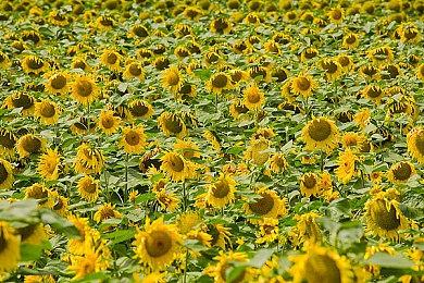 寂静岭风格恐怖游戏《镜之熔炉》试玩推出